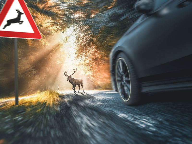 Avoiding Deer On The Freeway